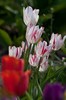 Tulipa "Happy Generation"