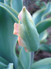 Tulipa Green River (2011, May 01)