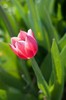 Tulipa Triumph "Alex Maresyev"