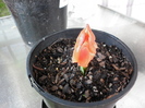 Haemanthus coccineus 2.05.11