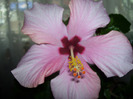 Picture 008