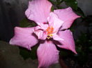 Picture 031
