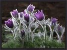 46d7ea20c5ca21.66464585frogview-gallery[1]