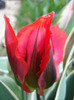 Tulipa Esperanto (2011, May 01)