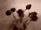 rose[1]
