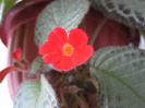 2 mai 2011-episcia