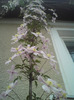 clematis  roz