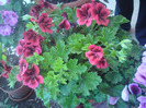 DSC00349
