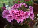 DSC00350