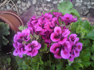 DSC00352
