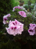 DSC00355