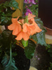 crossandra
