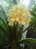 CLIVIA  CREM