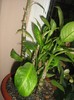 Dieffenbachia