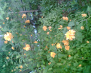 Picture 042
