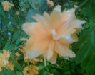 Picture 045