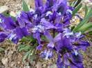 Iris pumila (L)