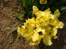 Iris pumila (L)