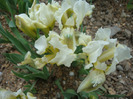 Iris pumila (L)