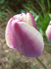 Tulipa Atlantis (2011, May 01)