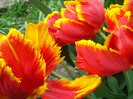 Tulipa Bright Parrot (2011, May 01)