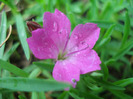 Dianthus Kahori (2011, May 01)