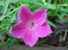 Dianthus Kahori (2011, May 01)