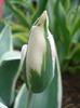 Tulipa Esperanto (2011, May 03)