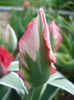 Tulipa Esperanto (2011, May 03)