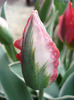 Tulipa Esperanto (2011, May 03)