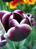 Tulipa Jackpot (2011, May 01)