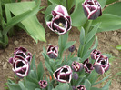 Tulipa Jackpot (2011, May 01)