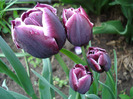 Tulipa Jackpot (2011, May 03)