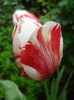 Tulipa Happy Generation (2011, May 03)