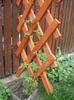 clematis jacmanii 2 mai