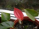 Anthurium roz - prima floare