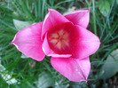 Tulipa Maytime (2011, May 01)