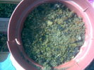 begonia semperflorens seminte