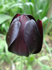 Tulipa Queen of Night (2011, May 01)