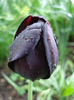 Tulipa Queen of Night (2011, May 03)