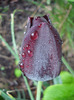 Tulipa Queen of Night (2011, May 03)