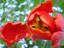 Tulipa Rococo (2011, May 01)