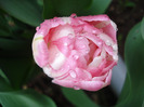 Tulipa Upstar (2011, May 03)