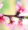 blossom_by_ohsostarryeyed-d3f9ogj