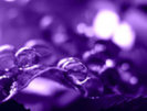 purple__by_cternetea-d2asyd8