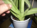 DSCN8217