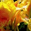poze-flori_canne-150x150[1]
