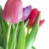 poze-flori_lalele-150x150[1]