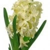 poze-flori_zambile-150x150[1]
