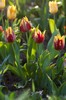 Tulipa Triumph " San Marino"